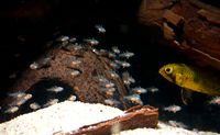 apistogramma abacaxis withfry 20161222